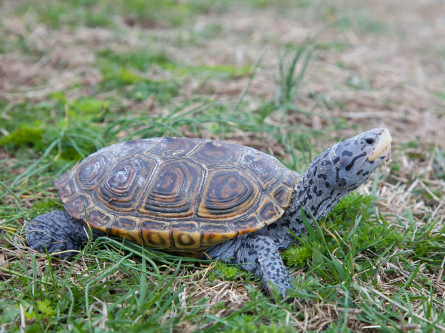 1280px-Diamond_terrapin_turtle_reptile_malaclemys_terrapin_副本.jpg